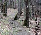 Appalachian Trail, Shenandoah National Park, Virigina